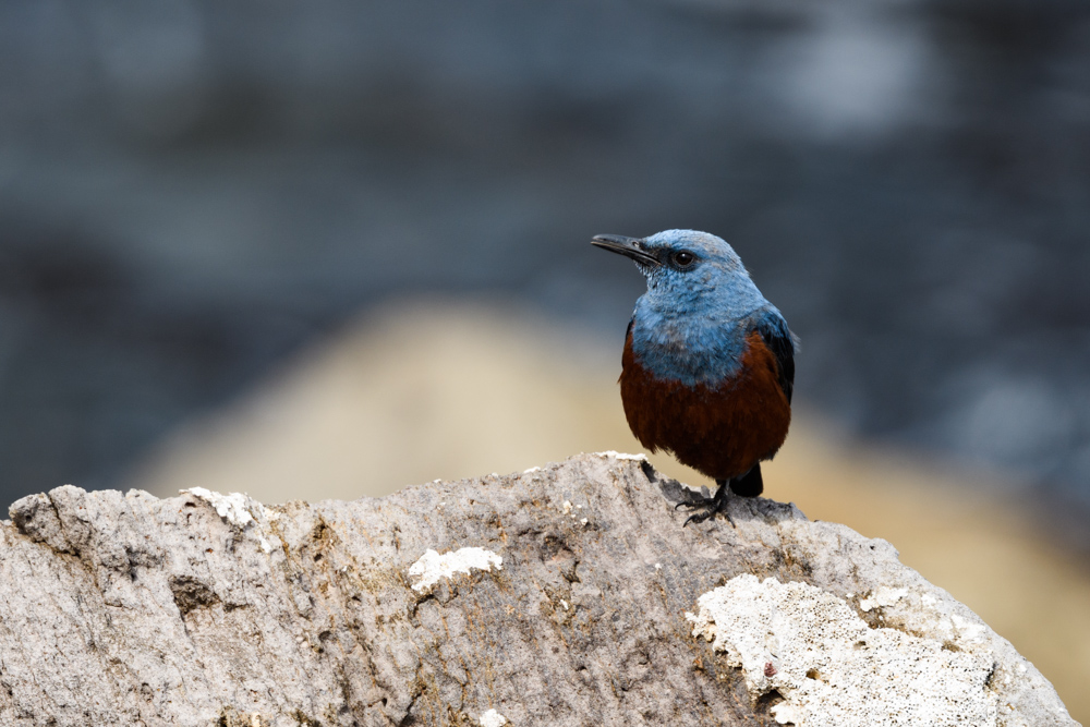 イソヒヨドリ / Blue Rock Thrush