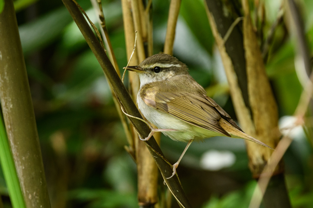 エゾムシクイ/ Sakhalin Leaf Warbler