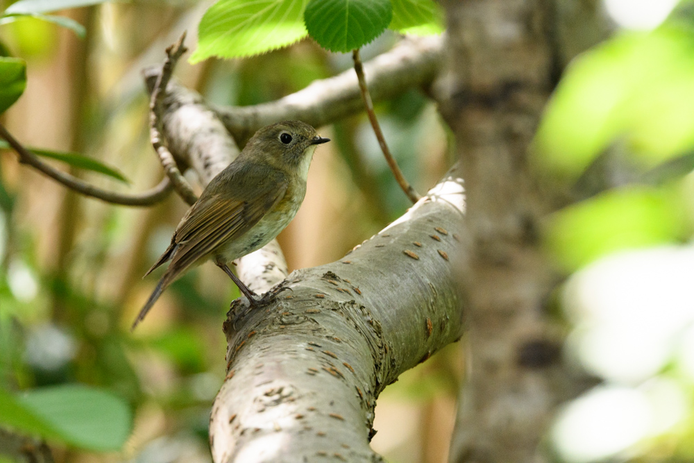 ルリビタキ / Red-flanked Bluetail