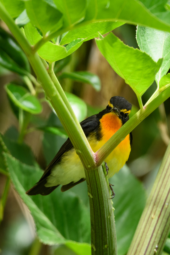 キビタキ / Narcissus Flycatcher