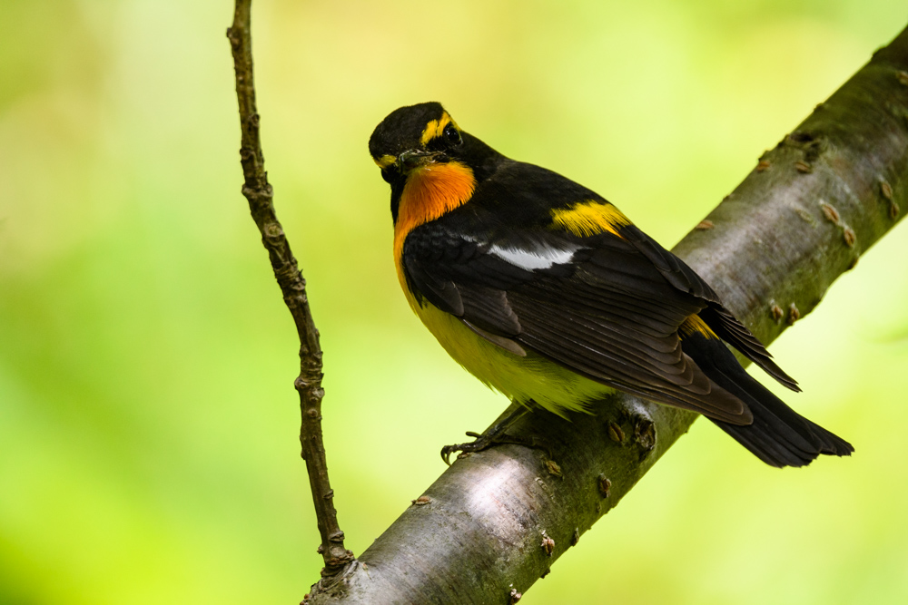 キビタキ / Narcissus Flycatcher