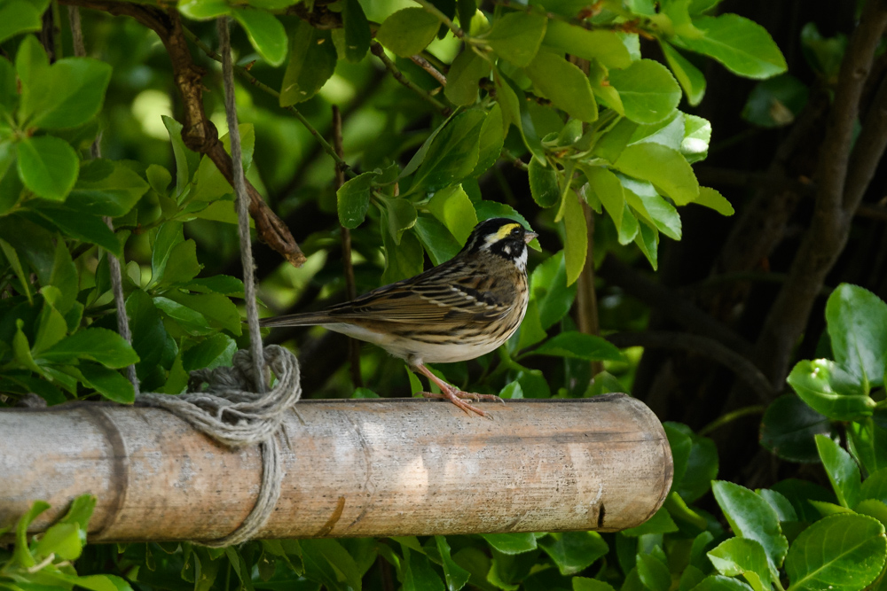 キマユホオジロ / Yellow-browed Bunting