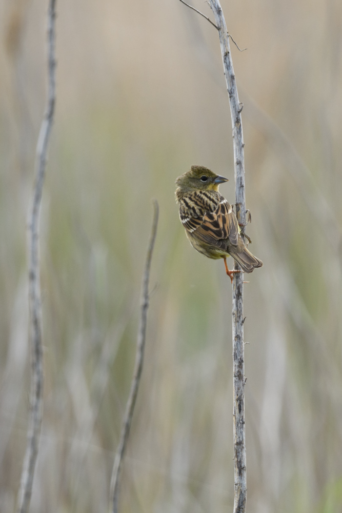 ノジコ (メス) / Yellow Bunting (female)