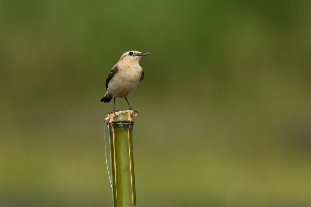 イナバヒタキ / Isabelline Wheatear