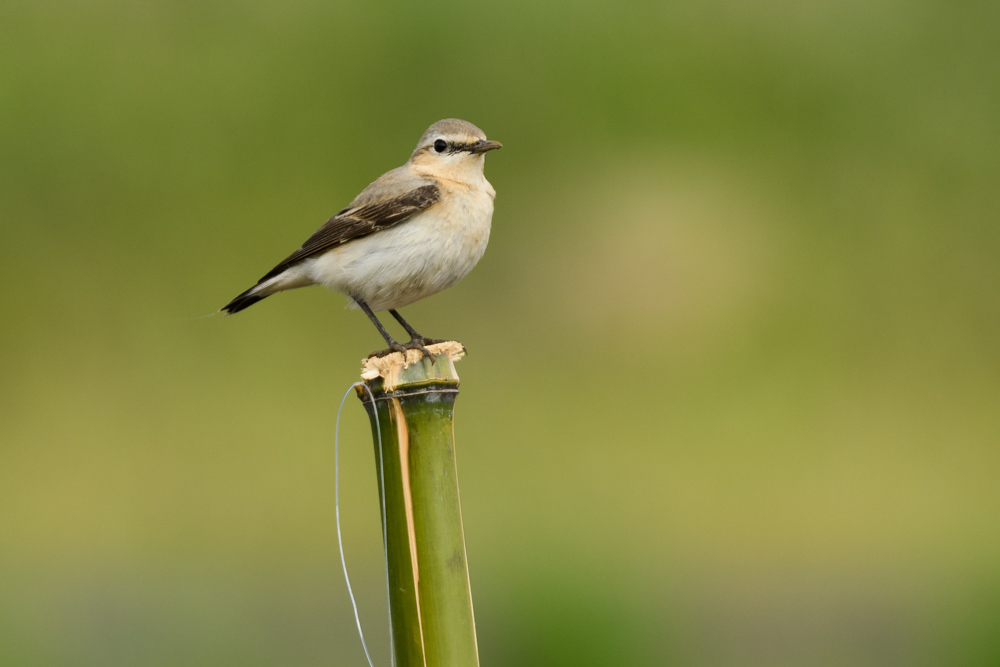 イナバヒタキ / Isabelline Wheatear