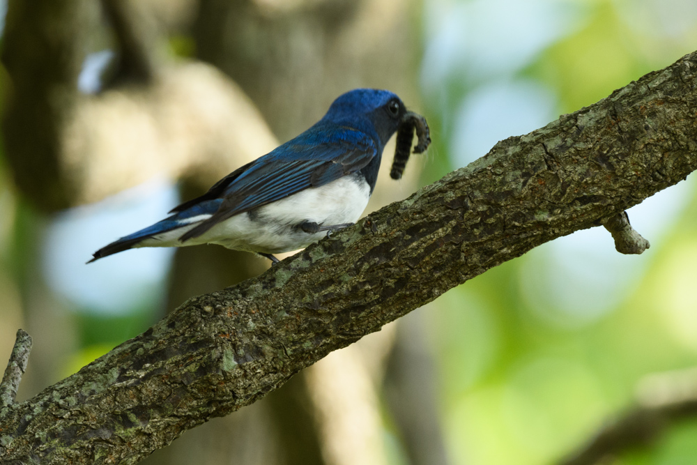 オオルリ / Blue-and-white Flycatcher