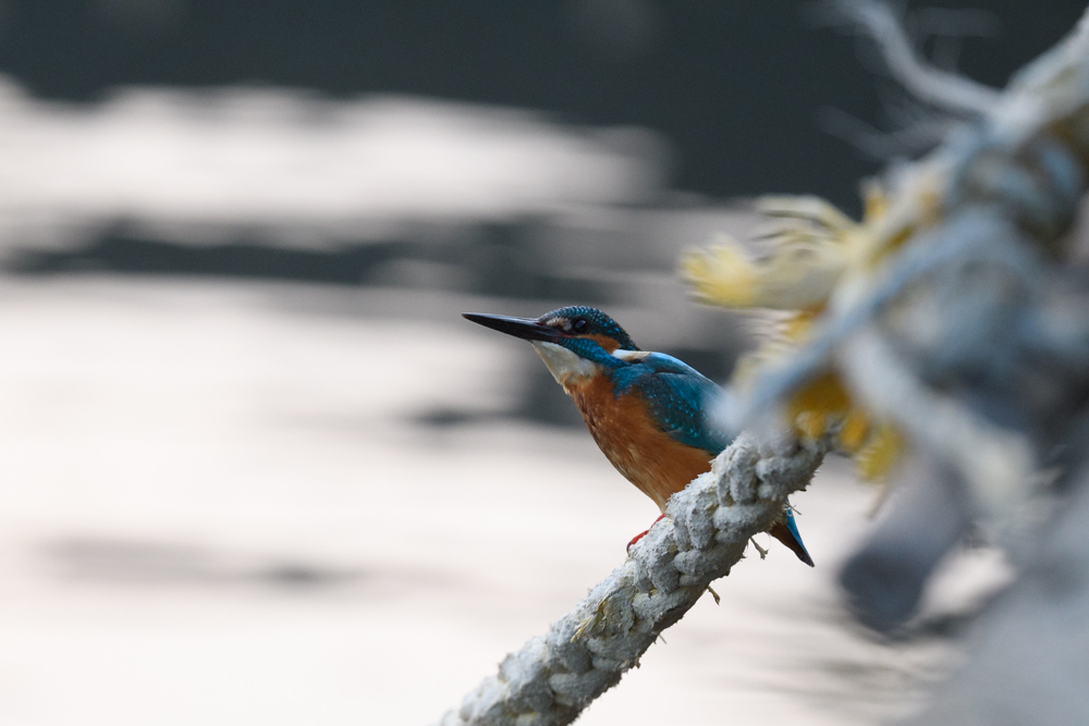 カワセミ / Common Kingfisher