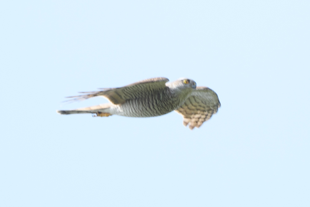 ハイタカ？ / Eurasian Sparrowhawk?