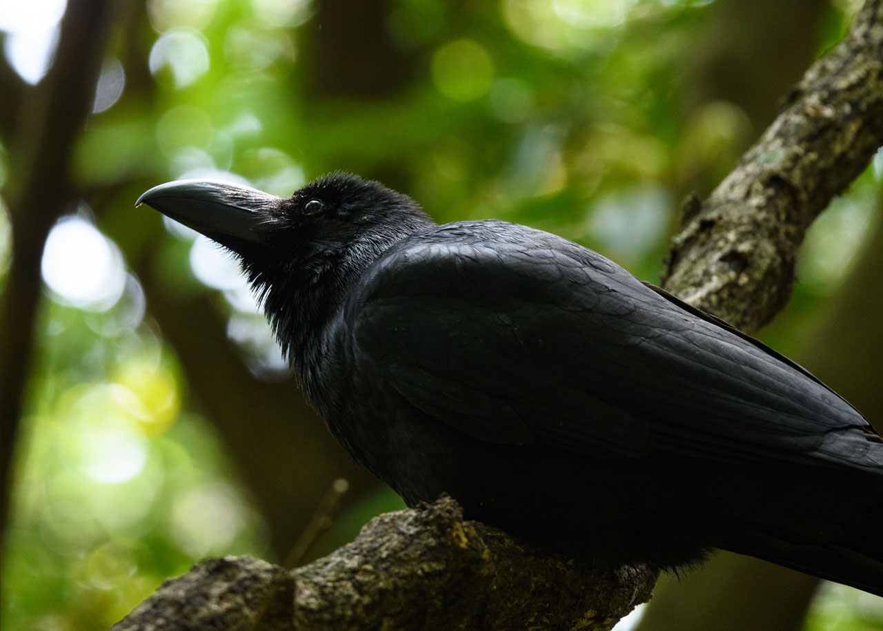 緑の森の中で光を浴びるハシブトガラスのクローズアップ。 Close-up of a Large-billed Crow basking in the light in a green forest. 