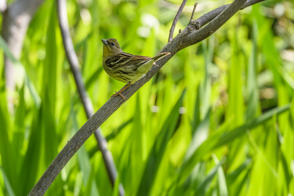 ノジコ (オス) / Yellow Bunting (male)