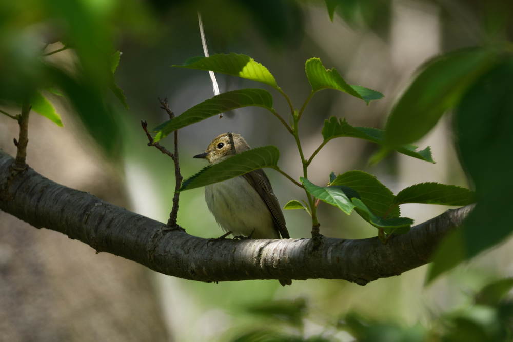 サメビタキ / Dark-sided Flycatcher