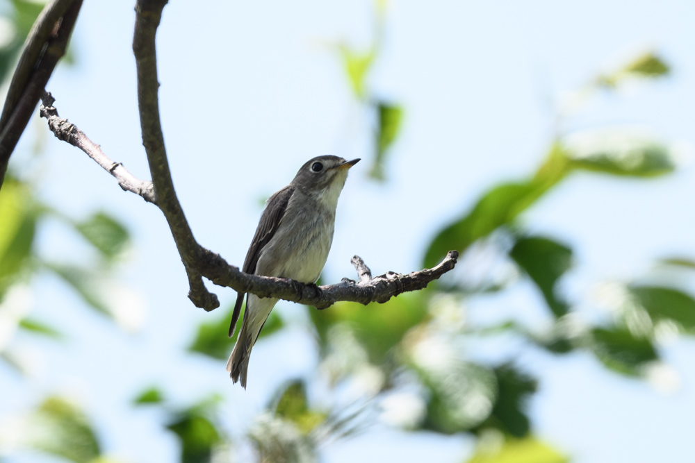 コサメビタキ / Asian Brown Flycatcher