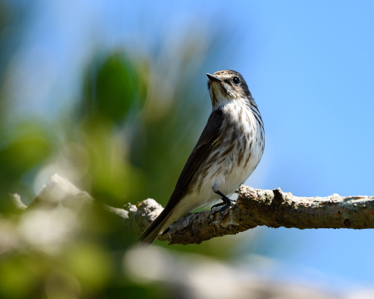 エゾビタキ / Grey-spotted Flycatcher