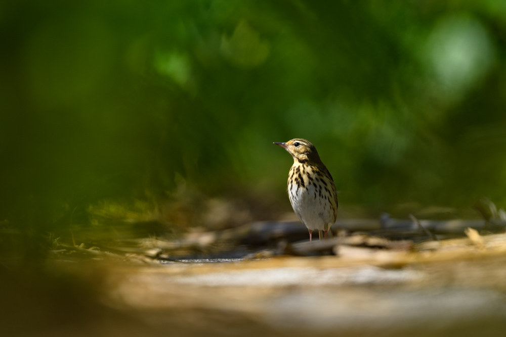 ビンズイ / Olive-backed Pipit