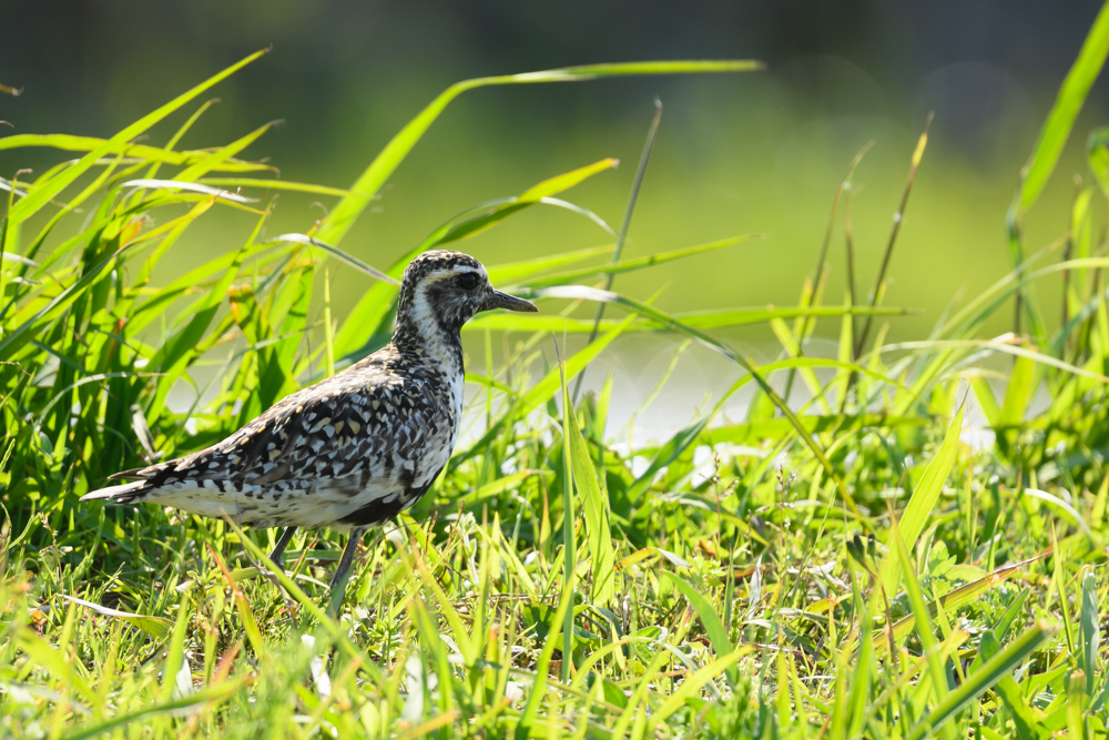 ムナグロ / Pacific Golden Plover