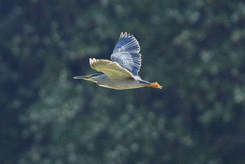 ササゴイ / Striated Heron