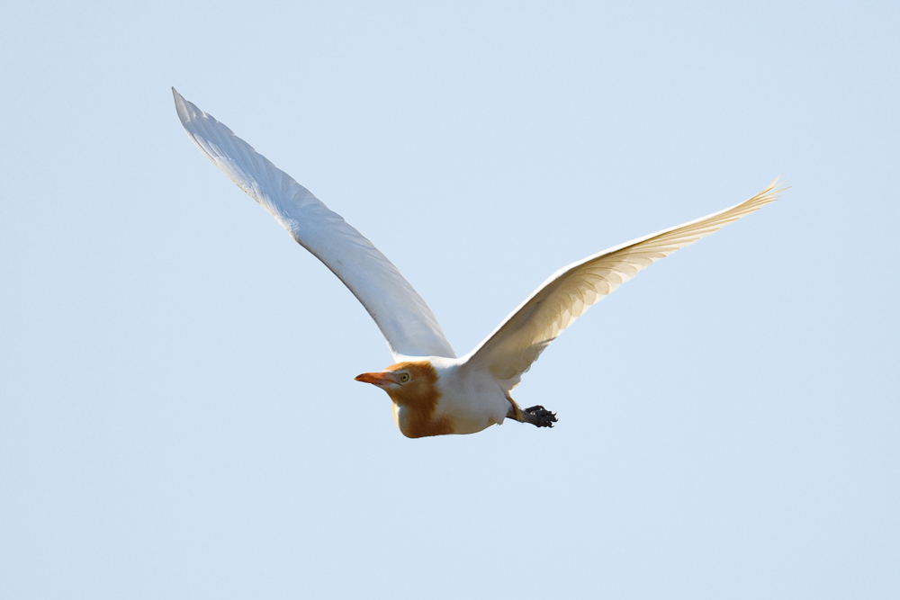 アマサギ / Cattle Egret