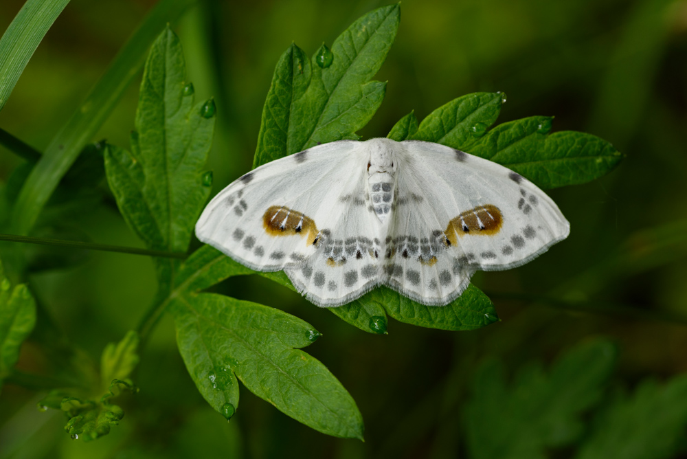 ウンモンオオシロヒメシャクか a white moth