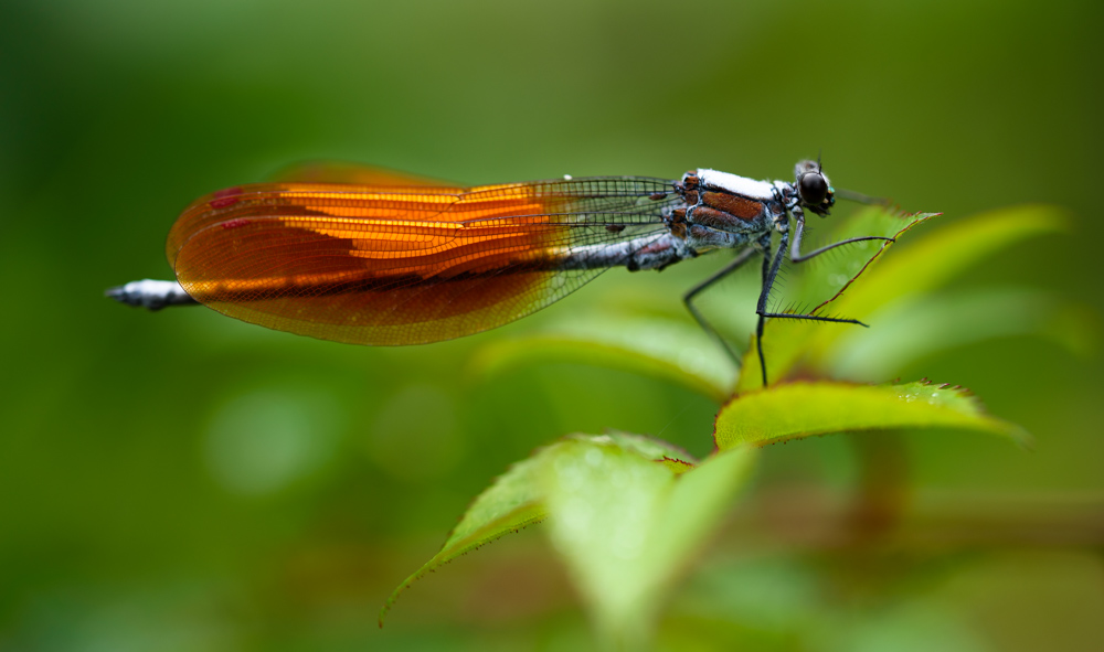 アサヒナカワトンボ（ニシカワトンボ） / Mnais pruinosa pruinosa