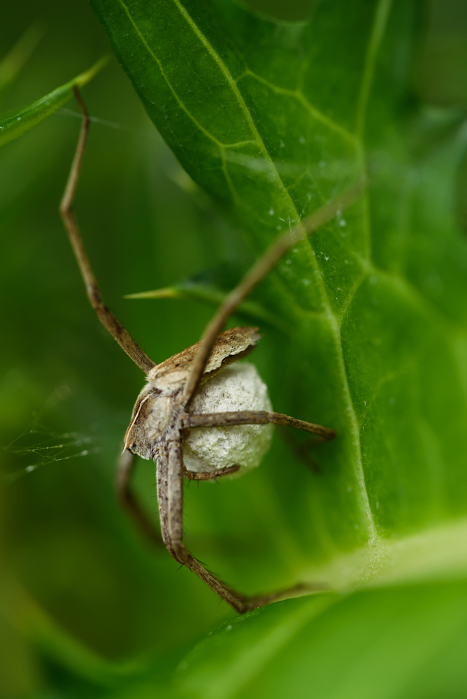 キシダグモの仲間？ a spider having eggs