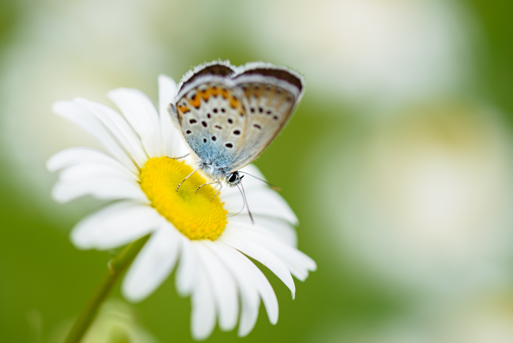 ヒメシジミ / Plebejus argus micrargus