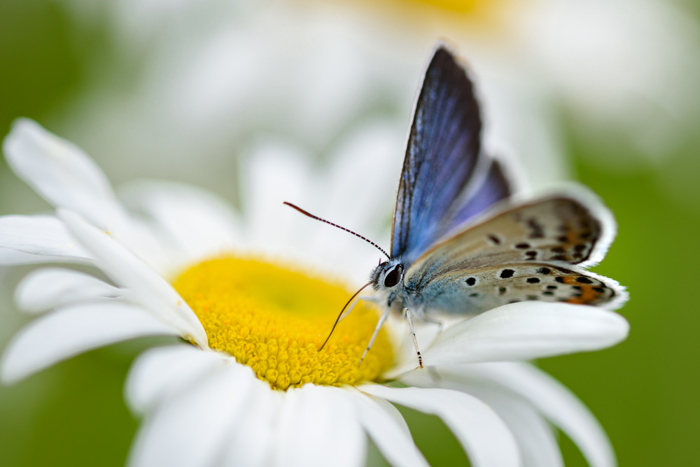 ヒメシジミ / Plebejus argus micrargus