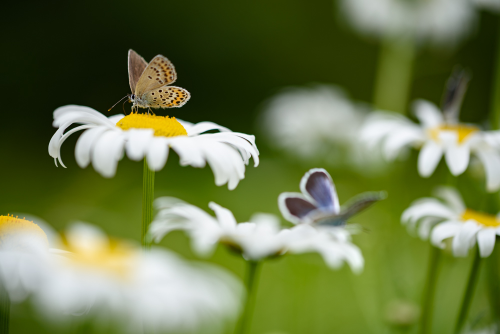 ヒメシジミ / Plebejus argus micrargus