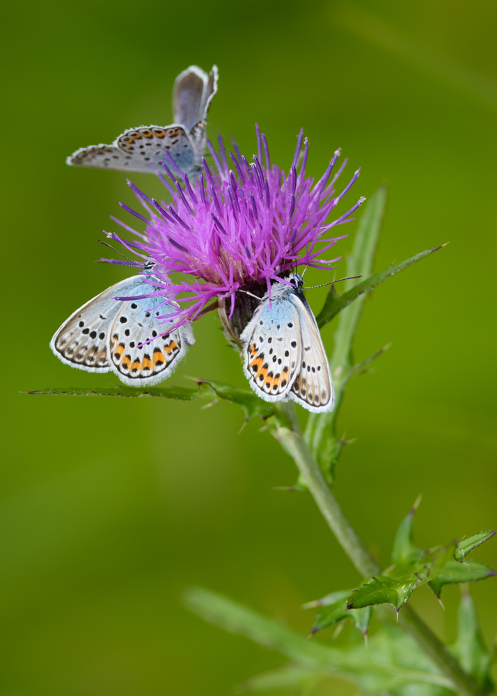 ヒメシジミ / Plebejus argus micrargus