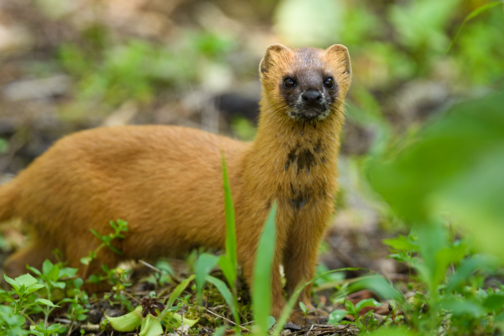 チョウセンイタチ Siberian weasel