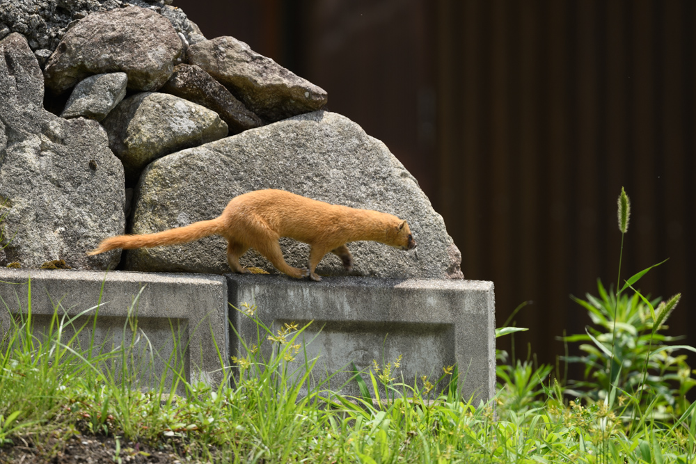 チョウセンイタチ Siberian weasel