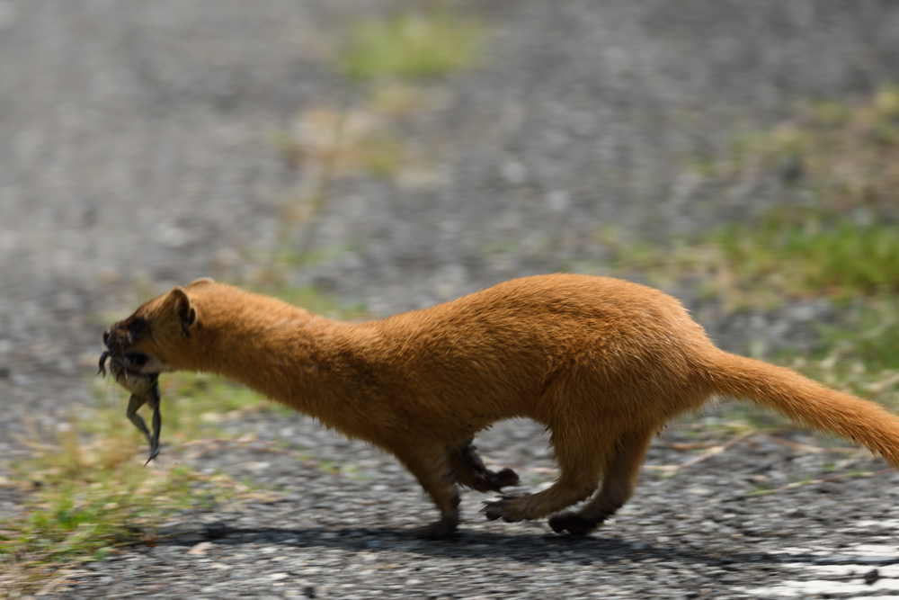 チョウセンイタチ Siberian weasel