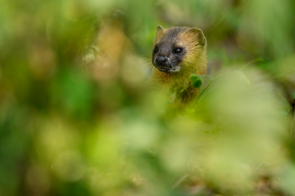 チョウセンイタチ Siberian weasel