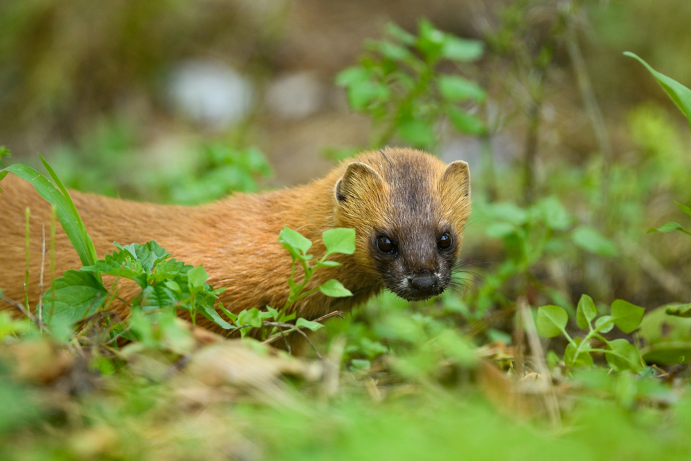 チョウセンイタチ Siberian weasel