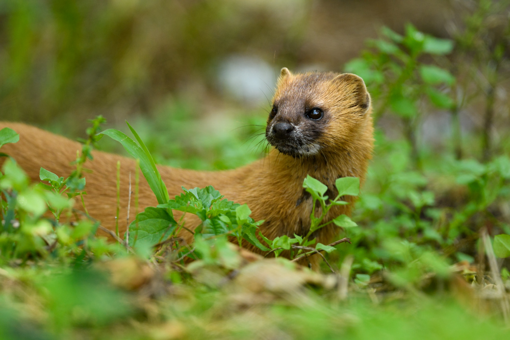 チョウセンイタチ Siberian weasel