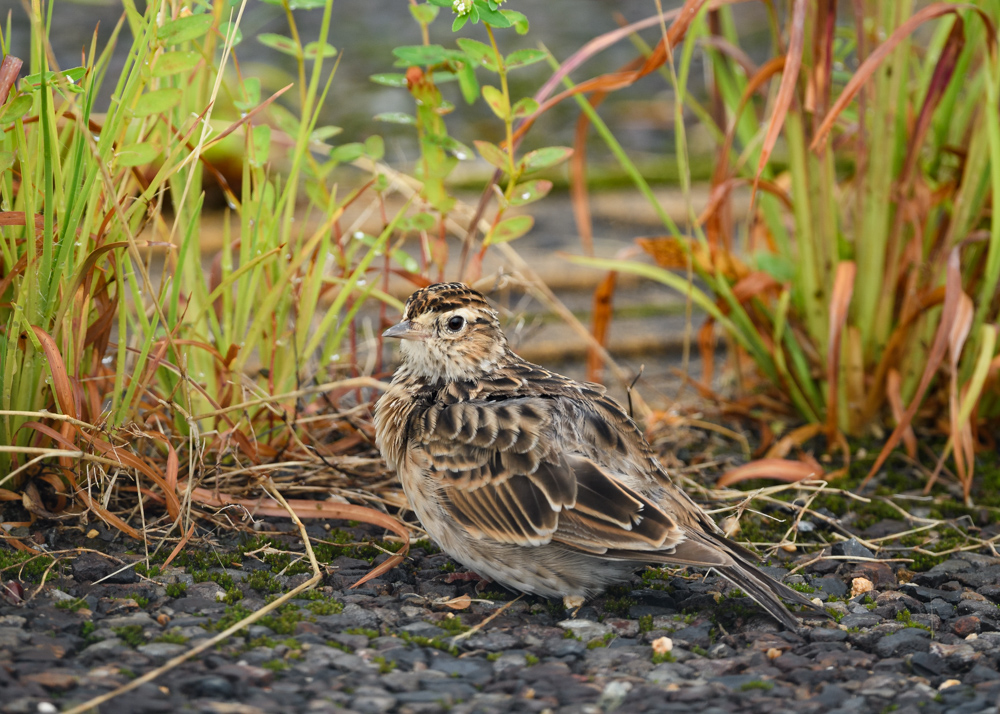 ヒバリ / Eurasian Skylark