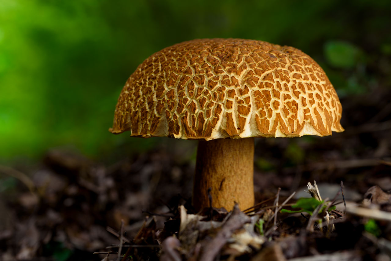 森の中のアカヤマドリのクローズアップ Close-up of Akayamadori mushroom in the forest