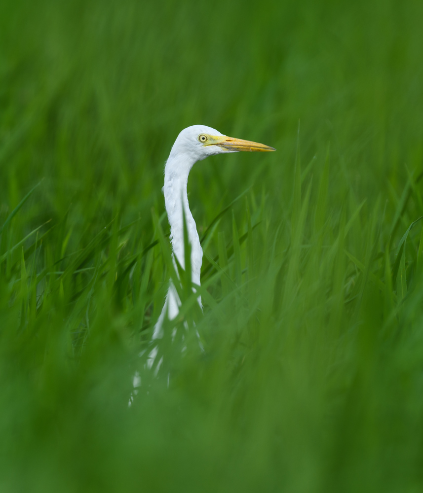 チュウサギ / Intermediate Egret