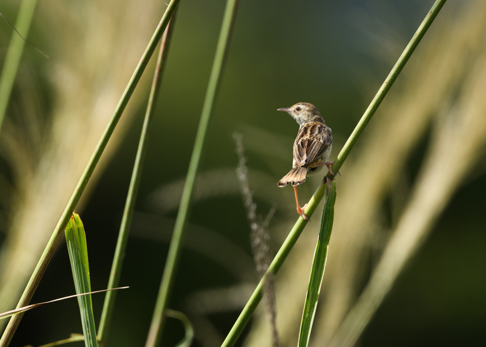 セッカ / Zitting Cisticola