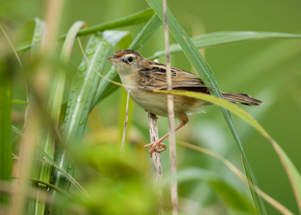 セッカ / Zitting Cisticola