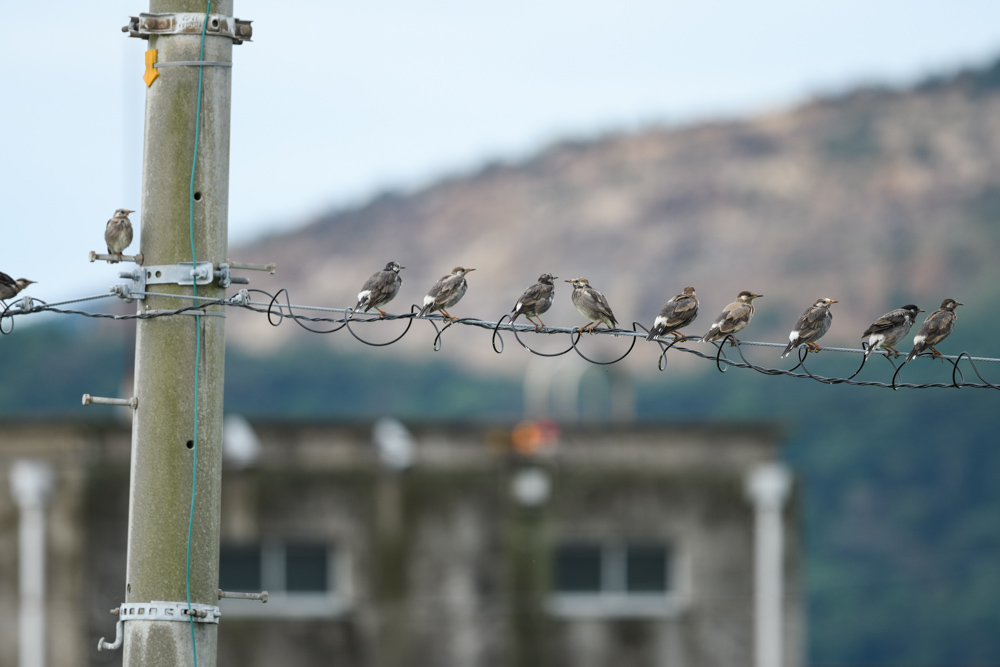 ムクドリ / White-cheeked Starling