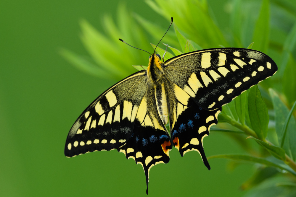 キアゲハ butterfly, Papilio machaon
