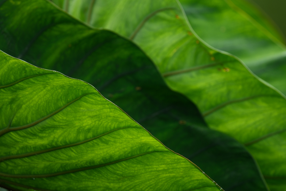里芋の葉 taro leaf