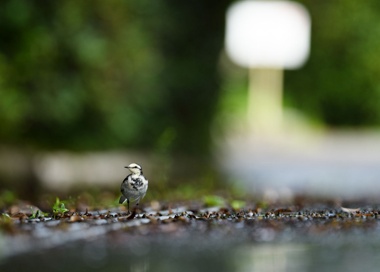 雨に濡れた公園の道に立つハクセキレイ。 A White Wagtail stands on a rain-soaked park road.