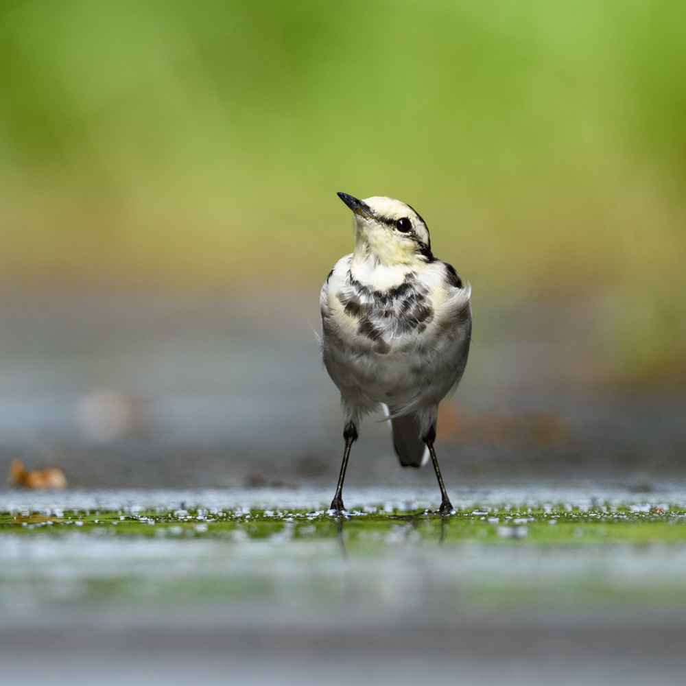 ハクセキレイ / White Wagtail