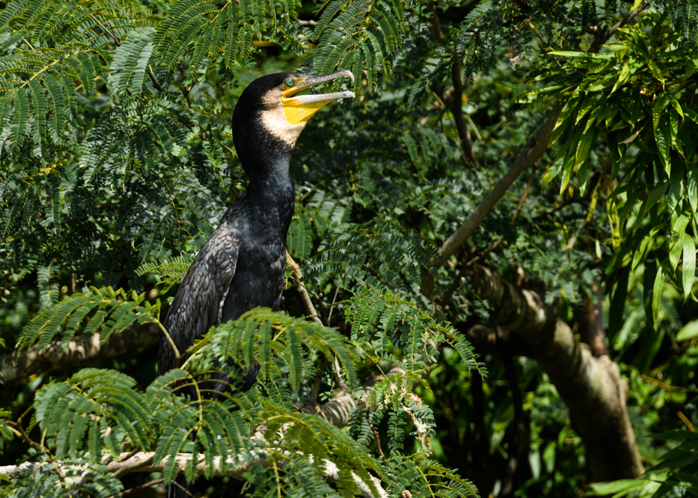 カワウ / Great Cormorant