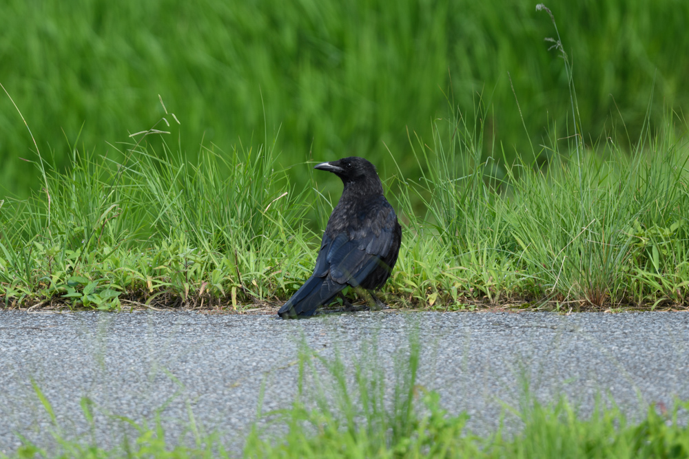 ハシボソ幼鳥 / Carrion Crow (juvenile)