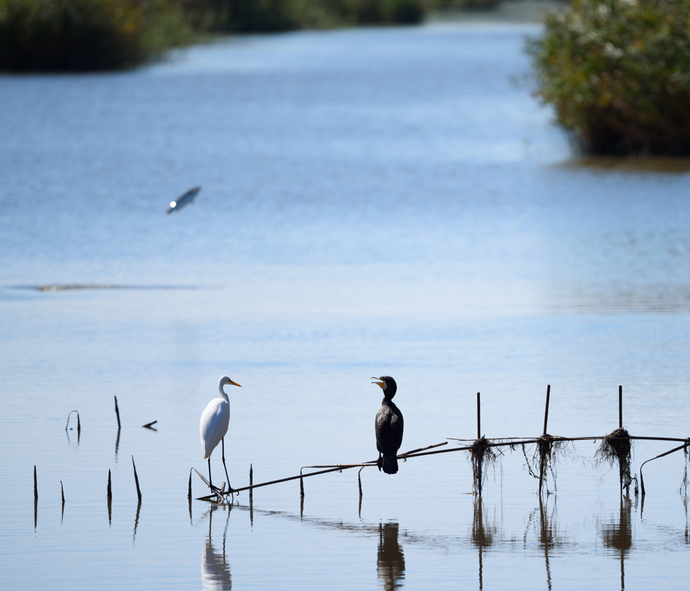 魚が跳ねる風景 Landscape with fish jumping