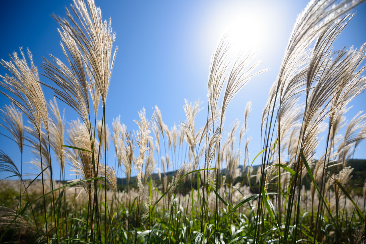 青空と太陽をバックに、目の前に広がるススキ。With the blue sky and the sun in the background, silver grass spreads out right in front of you.