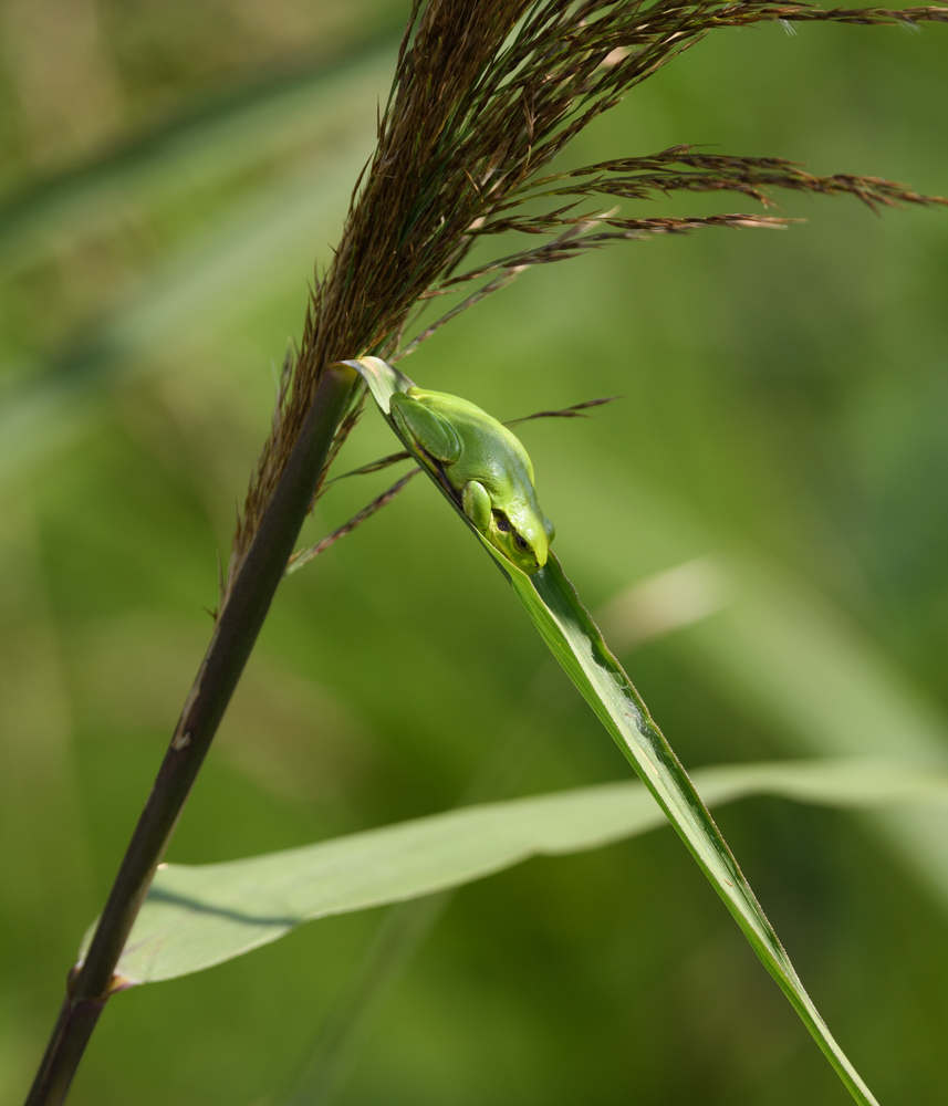 二ホンアマガエル / Japanese Tree Frog