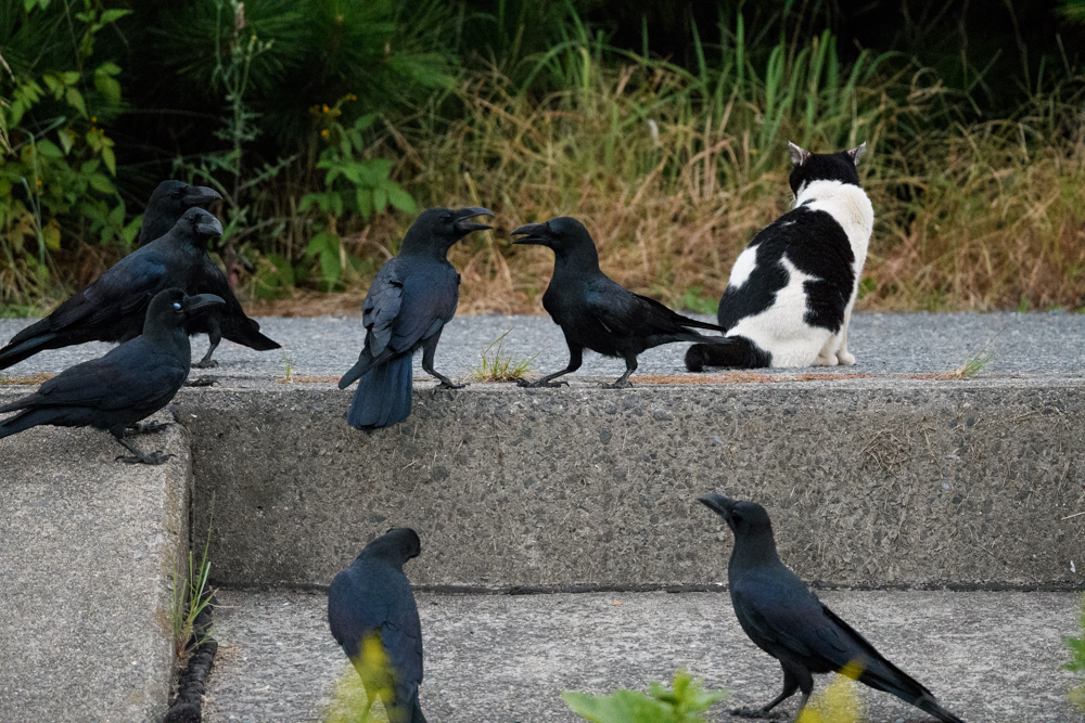 ネコとカラスたち a cat and crows